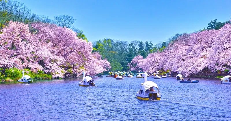 🌸 이치노마타 벚꽃 공원(이치노마타사쿠라 코엔) 이미지 7